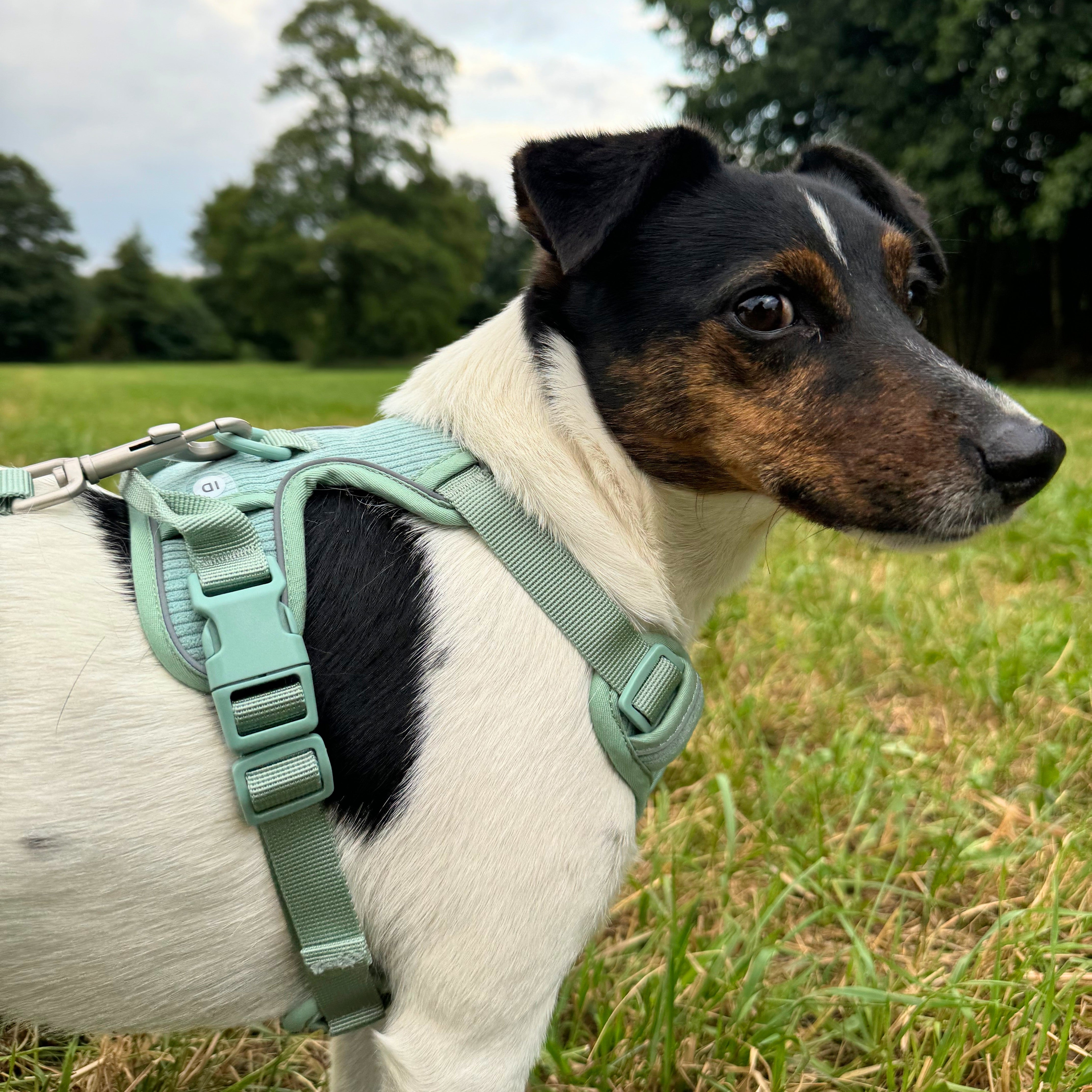 Personalized Airtag Harness